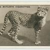The Cheeta.