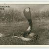 The African Cobra.