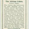 The African Cobra.