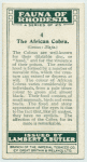 The African Cobra.