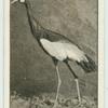 The Kaffir or Crowned Crane.