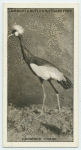 The Kaffir or Crowned Crane.