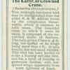 The Kaffir or Crowned Crane.