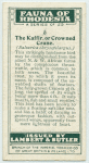 The Kaffir or Crowned Crane.