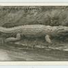The Crocodile.