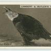 The African Fish-Eagle.