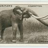 The African Elephant.