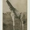 The Giraffe.