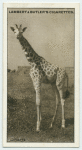 The Giraffe.