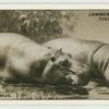 The Hippopotamus.