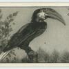 The Hornbill.