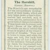 The Hornbill.