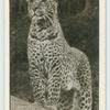 The Leopard.