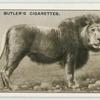 The Lion.