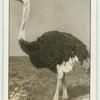 The Ostrich.