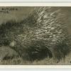 The South African Porcupine.
