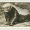 The Ratel.