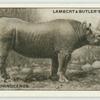 The African Rhinoceros.