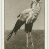 The Secretary Bird.