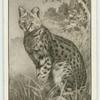 The Serval.
