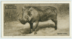 The Wart Hog.