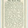 The Wart Hog.