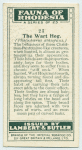The Wart Hog.