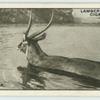 The Waterbuck.
