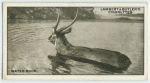 The Waterbuck.