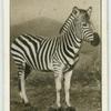 The Zebra.