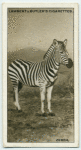 The Zebra.