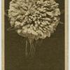 Aster.