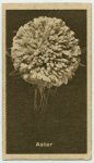 Aster.