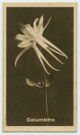 Columbine.