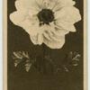 Anemone.