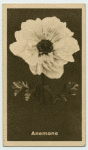 Anemone.
