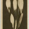 Crocus.