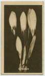 Crocus.