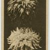 Chrysanthemum.