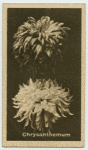 Chrysanthemum.