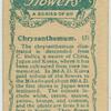 Chrysanthemum.