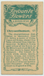Chrysanthemum.