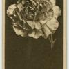 Carnation.