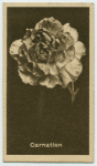 Carnation.
