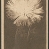 Centaurea.