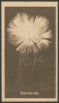 Centaurea.