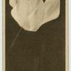 Cyclamen.