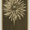 Dahlia.