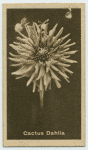 Dahlia.
