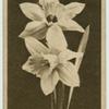 Daffodil.